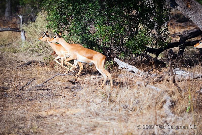 20090615_094100 D3 (1) X1.jpg - Springbok (Gazelle)